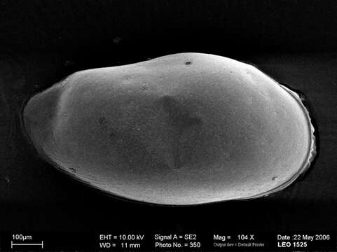 Sivun Bythocytheridae Sars 1866 kuva