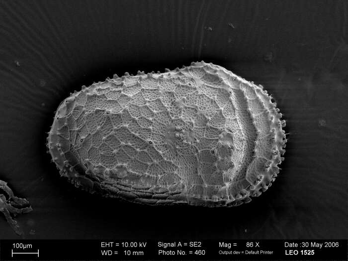 Image of Trachyleberididae Sylvester-Bradley 1948
