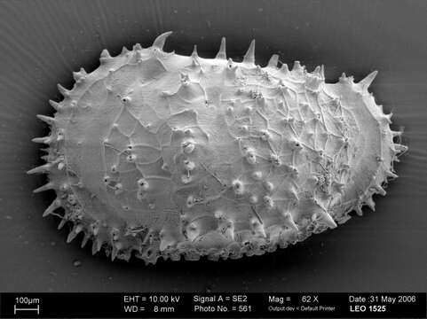 Image of Echinocythereidinae Hazel 1967