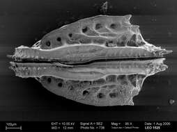 Image of Poseidonamicus Benson 1972