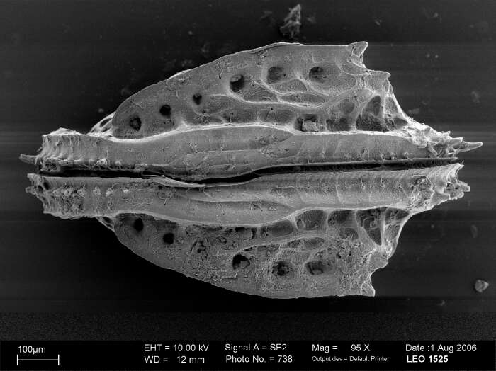 Image of Poseidonamicus Benson 1972