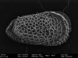 Image of Trachyleberididae Sylvester-Bradley 1948