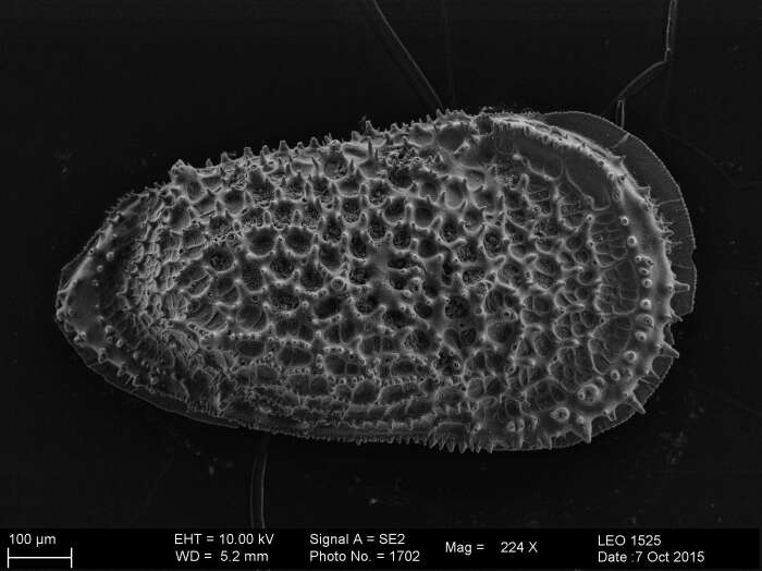 Image of Trachyleberididae Sylvester-Bradley 1948