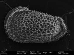 Image of Trachyleberididae Sylvester-Bradley 1948