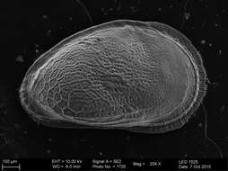 Image of Trachyleberididae Sylvester-Bradley 1948