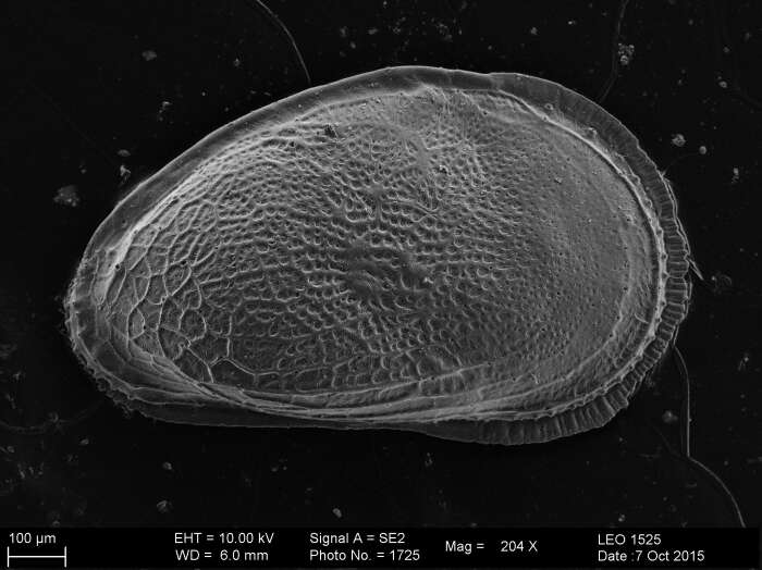 Image of Trachyleberididae Sylvester-Bradley 1948