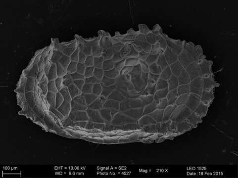 Image of Dutoitella richarddinglei Brandão, Stuhlmann, Vital & Brandt 2016