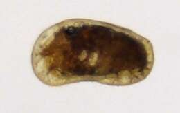 Image of Callistocythere setouchiensis Okubo 1979