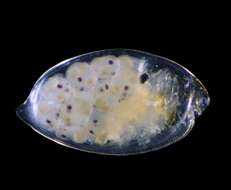 Image of Cypridinidae Baird 1850