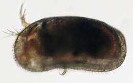 Image of Ishizakiella miurensis (Hanai 1957)