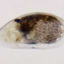 Imagem de Paradoxostoma ovulare Kajiyama 1913