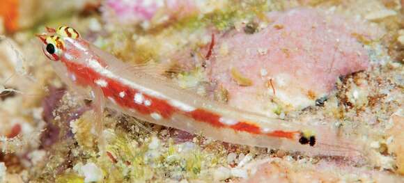 Image of Comet pygmygoby