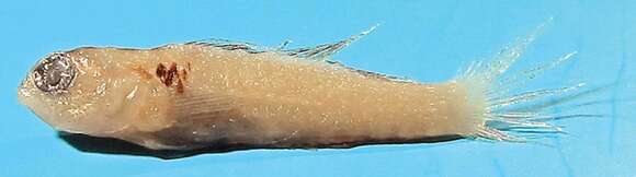 Image of Epaulet dwarfgoby