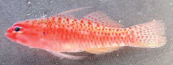 Image of Prasites pygmy goby