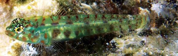 Image of Emerald dwarfgoby