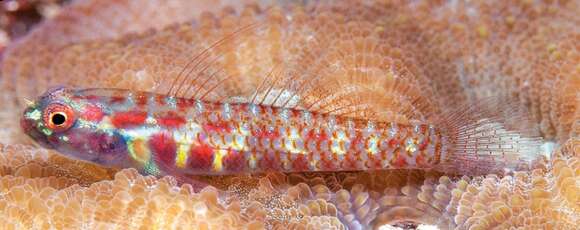 Image of Terry&#39;s dwarfgoby