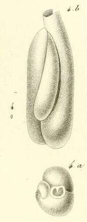 Image of Triloculina deformis d'Orbigny ex Guérin-Méneville 1832