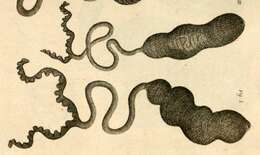 Image of spoon worms