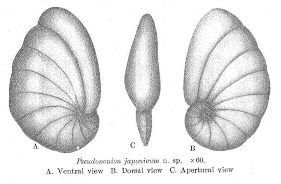 Image de Pseudononion japonicum Asano 1936