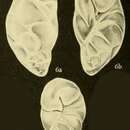 Image of Robertinoides charlottensis (Cushman 1925)