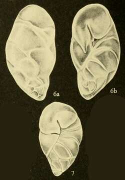 Image of Robertinoides charlottensis (Cushman 1925)