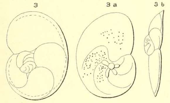 Image of Rosalina affinis d'Orbigny 1852