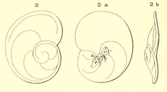 Sivun Rosalina depressa d'Orbigny 1850 kuva