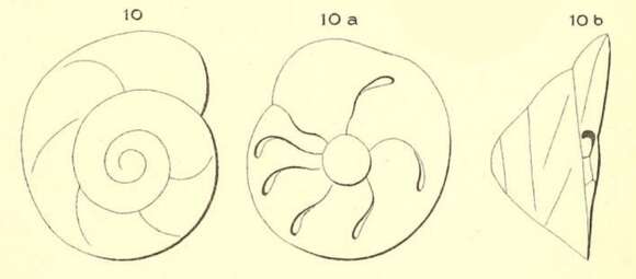 Image of Rotalina elegans