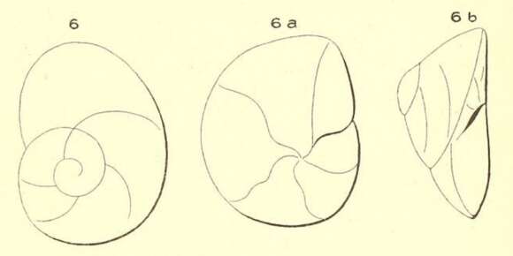 Image of <i>Rotalina gibbosa</i> d'Orbigny 1850