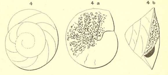 Image of Rotalia trochidiformis (Lamarck 1804)