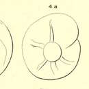 Image de Rotalia dufresnii d'Orbigny 1850