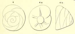 Image of Rotalia dufresnii d'Orbigny 1850