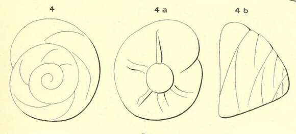 Image of Rotalia dufresnii d'Orbigny 1850