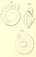 Image of Rotalia guerini d'Orbigny 1850
