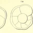 Image of Rotalia marginata d'Orbigny 1850