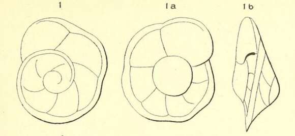 Image of Rotalia marginata d'Orbigny 1850