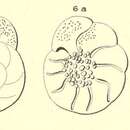 Imagem de Rotalia papillosa d'Orbigny 1850