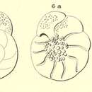 Слика од Rotalia papillosa d'Orbigny 1850