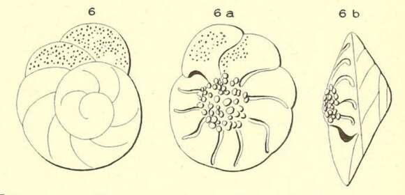 Image of Rotalia papillosa d'Orbigny 1850