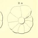 Image of Rotalia suessoniensis d'Orbigny 1850