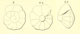 Imagem de Rotalia suessoniensis d'Orbigny 1850