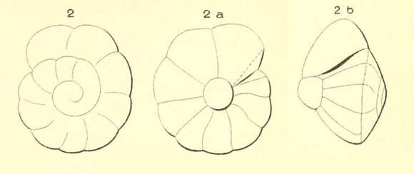 Image of Rotalia suessoniensis d'Orbigny 1850