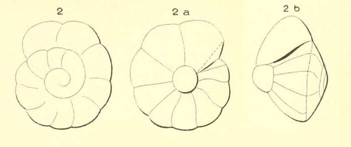 Imagem de Rotalia suessoniensis d'Orbigny 1850