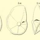 Image of Rotalia pulchella d'Orbigny ex Parker, Jones & Brady 1865