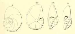 Image of Rotalia pulchella d'Orbigny ex Parker, Jones & Brady 1865