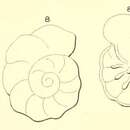 Imagem de Discorbis orbicularis (d'Orbigny 1850)