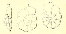 Sivun Discorbis orbicularis (d'Orbigny 1850) kuva