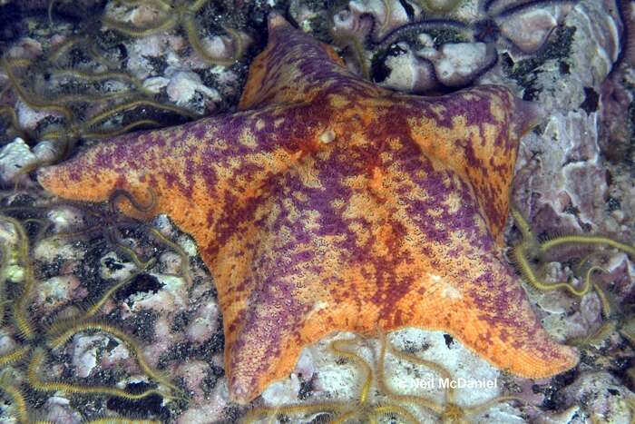 Image of Bat star