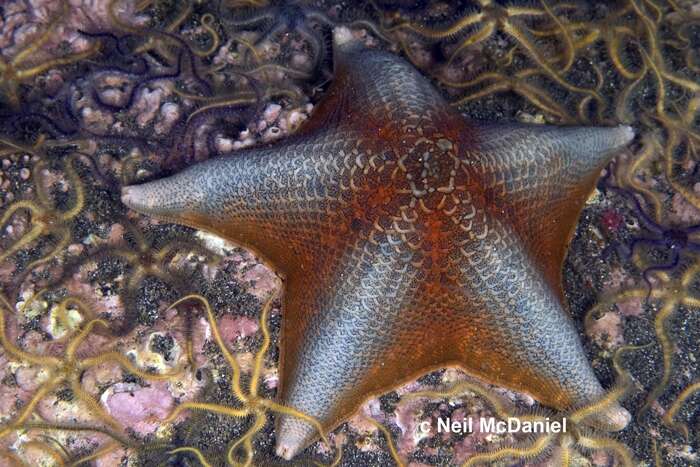 Image of Bat star