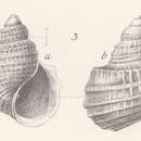 Image of Alsatia turbiniformis Andreae 1884